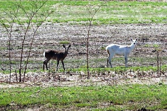 北海道新聞 神の使い 留萌北部で繁殖 白いエゾシカ 初山別に続き天塩でも 環境共生学類 伊吾田宏正准教授 酪農学園大学 農食環境学群 獣医学群