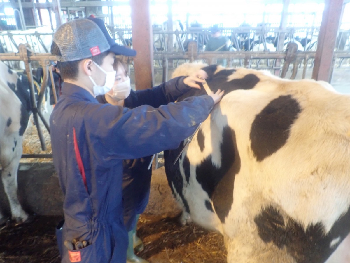 ルーメンから見る飼育管理 循環農学類 ルミノロジー研究室 泉賢一教授 酪農学園大学 農食環境学群 獣医学群