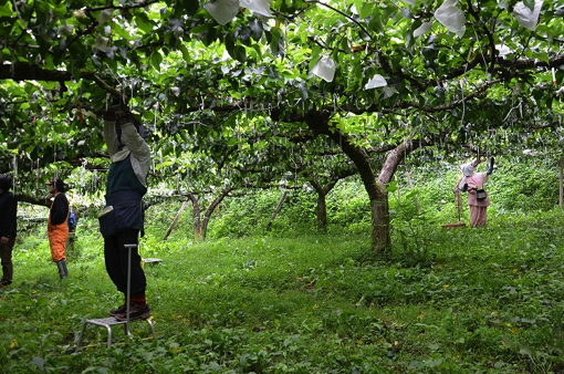 【締切:8月16日】山の中の果樹園でいい汗をかいて、温泉で疲れを癒す贅沢な日々を体験しませんか?