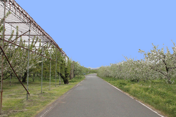 「さくらんぼ収穫」スタッフ募集