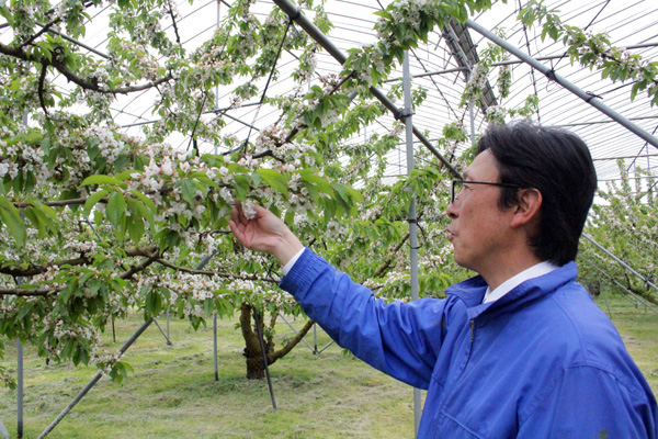 「さくらんぼ収穫」スタッフ募集