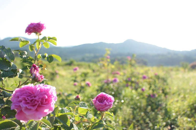 Real Local 鹿児島バラを育てた半世紀 Reallocal 移住やローカルまちづくりに興味がある人のためのサイト 地域情報