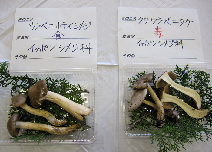 「東沢大きのこ展」鑑定もあり