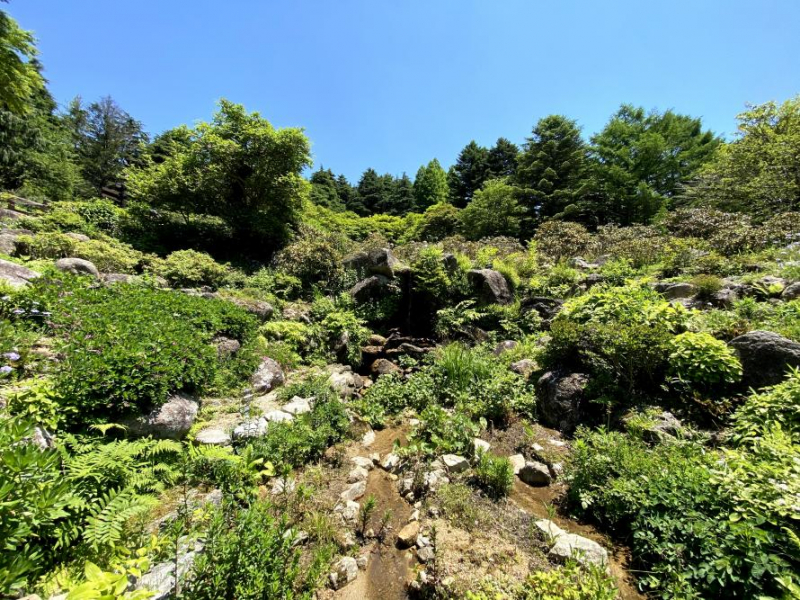 【6/26(土)】六甲山の植生と高山植物ついて、一緒に学びませんか?