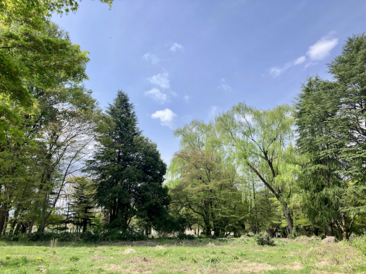 real local 山形山形の巨樹・古木に会いに行く vol.2 - reallocal