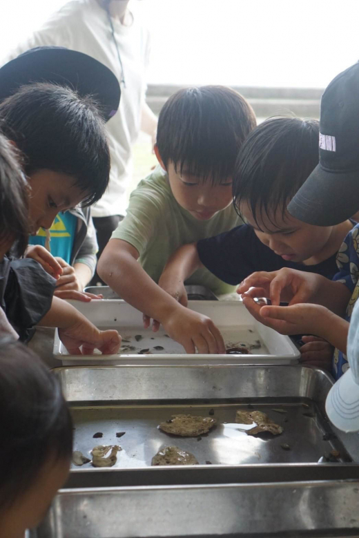 【鹿児島県霧島市】小浜の海で遊ぼう 学ぼう 干潟のいきもの観察ツアー / OBAMA LIFE