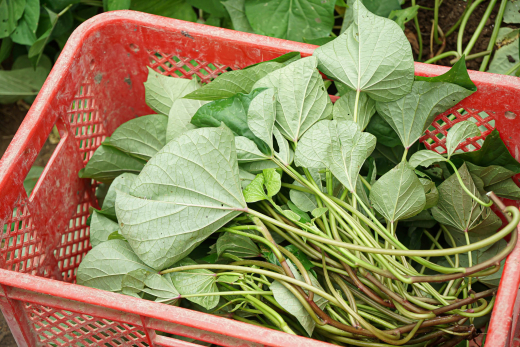 【鹿児島県薩摩川内市】「できる」を役割に。情熱と楽しさが生み出す「誇り」あふれる空間。／ 合同会社情熱家 田原千穂子さん・本村修さん