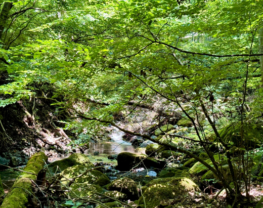 渓流が寄り沿う南麓の森