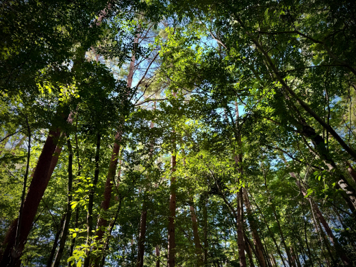 渓流が寄り沿う南麓の森