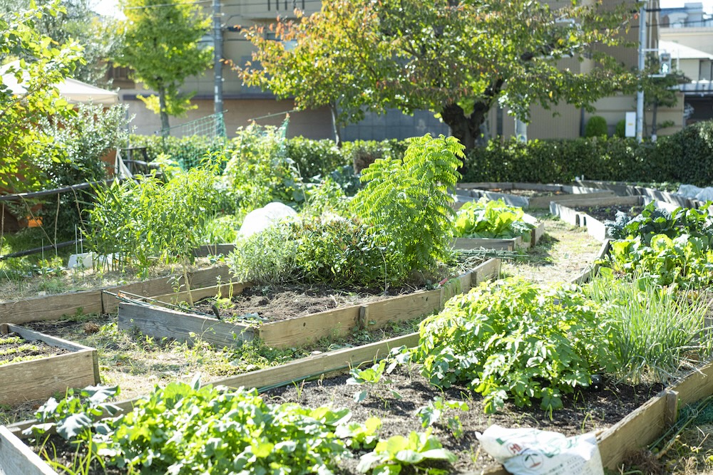 芦屋・旧宮塚町住宅の「CITY FARM CLUB」で暮らしに農を取り入れてみませんか？