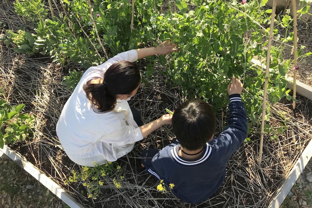 芦屋・旧宮塚町住宅の「CITY FARM CLUB」で暮らしに農を取り入れてみませんか？