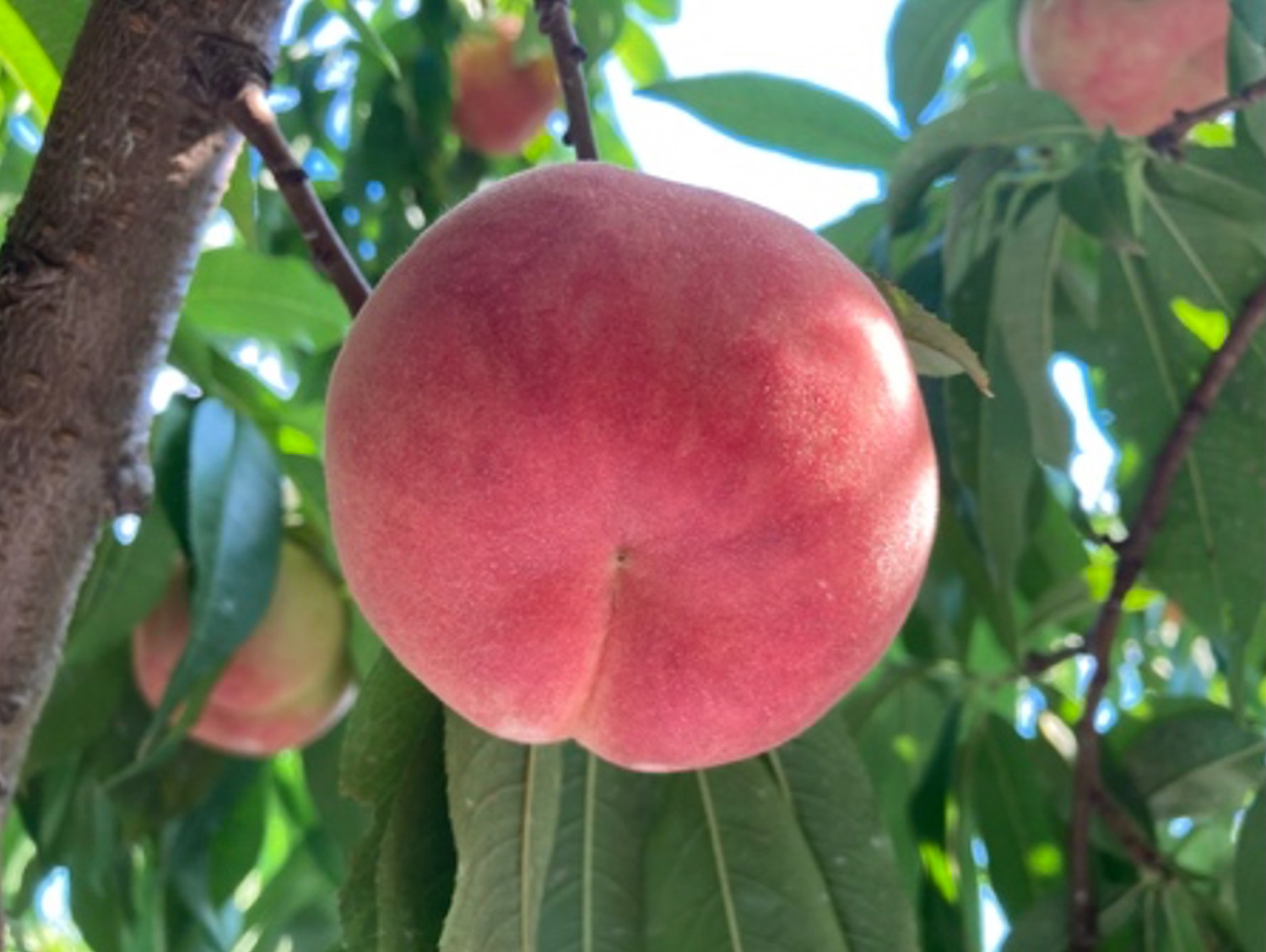 Uターン次女の就農日記(11)/猛暑の洗礼