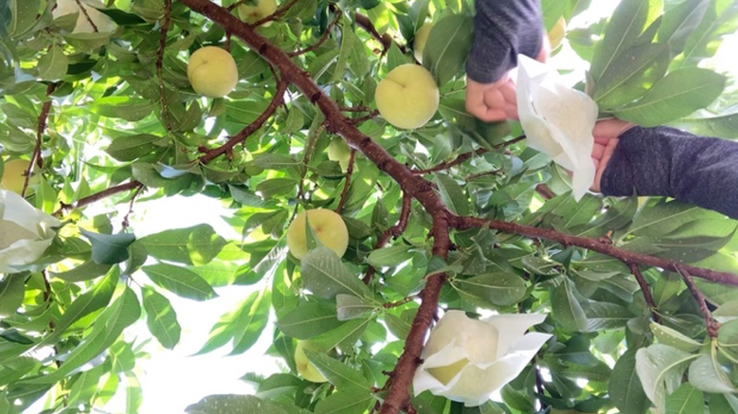 Uターン次女の就農日記(11)/猛暑の洗礼