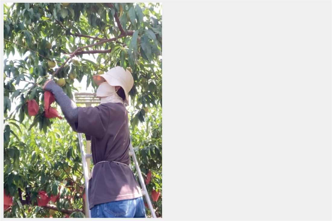 Uターン次女の就農日記(11)/猛暑の洗礼