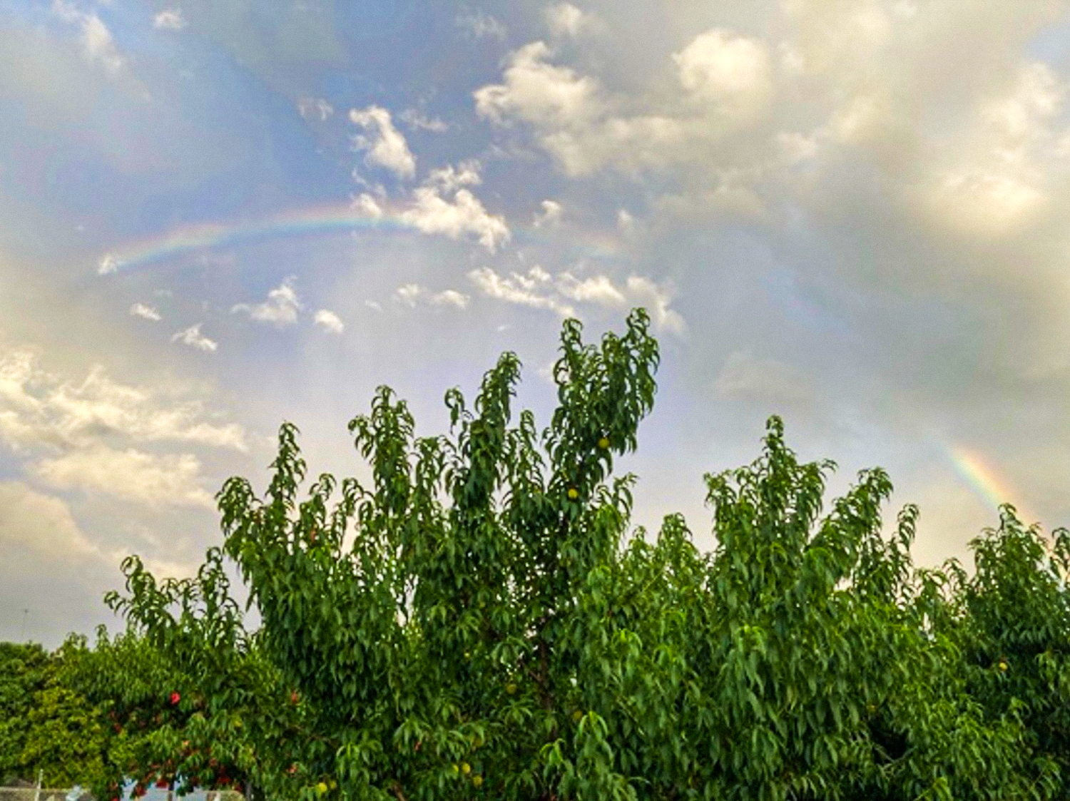 Uターン次女の就農日記(11)/猛暑の洗礼