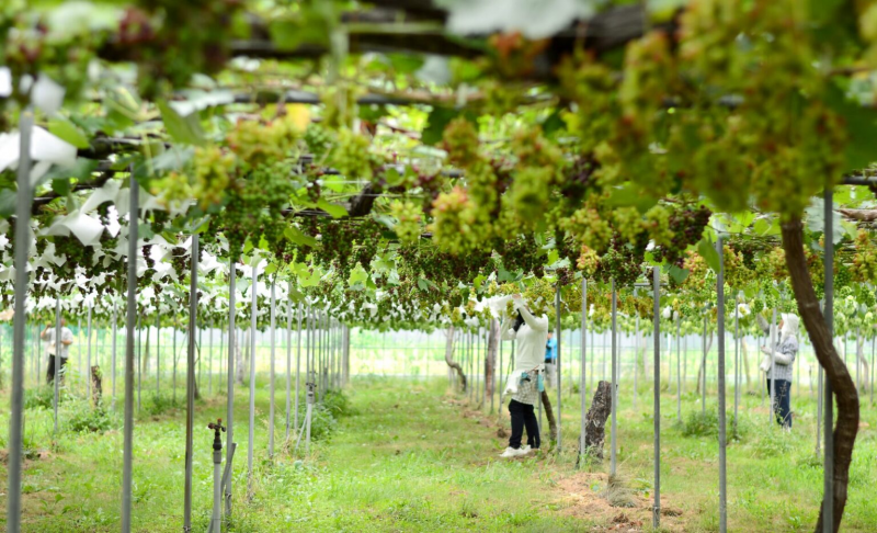 【金沢】地域に新たな“巡り”を生み出すサスティナブルジン。「MORI NO NIWA」オープン！