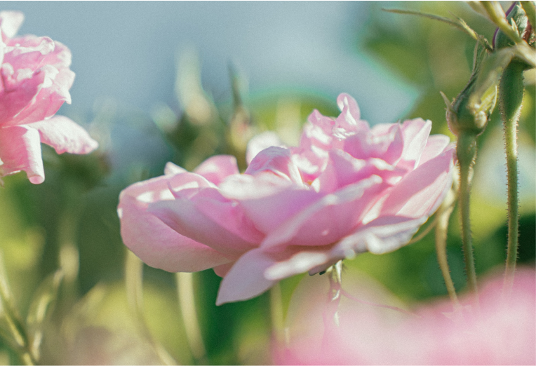 【金沢】地域に新たな“巡り”を生み出すサスティナブルジン。「MORI NO NIWA」オープン！