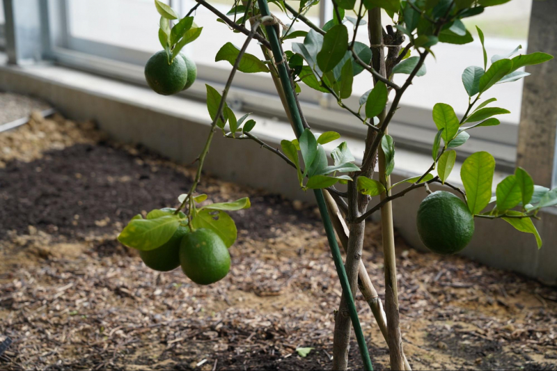 【金沢】地域に新たな“巡り”を生み出すサスティナブルジン。「MORI NO NIWA」オープン！