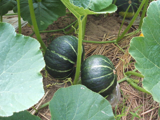【鹿児島県南九州市】農業の発展につながる橋渡し役として、食の可能性を探究し、希望の道筋をともに見出す / 有限会社エスランドル 上釜勝さん・文子さん