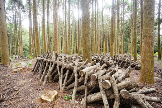 【鹿児島県出水市】手の届く世界の循環を守り、200年先もあり続ける森へ / 株式会社WOODLIFE 中尾雄基さん