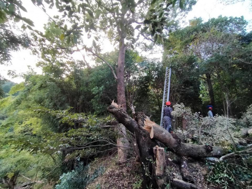 【鹿児島県出水市】手の届く世界の循環を守り、200年先もあり続ける森へ / 株式会社WOODLIFE 中尾雄基さん