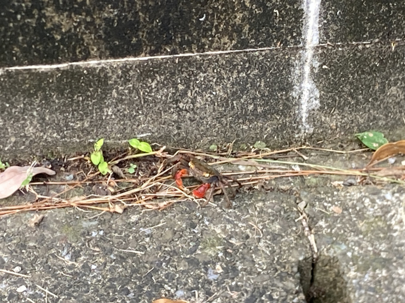 【北九州】キタチャリvol.3『遠見ヶ鼻』