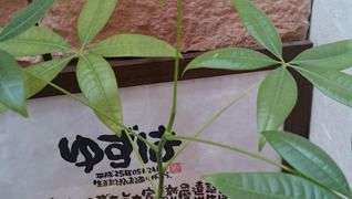 ケア柚の葉