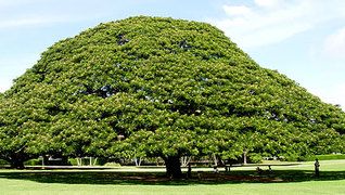 西村指圧鍼灸院