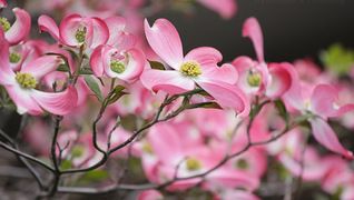 花みずき