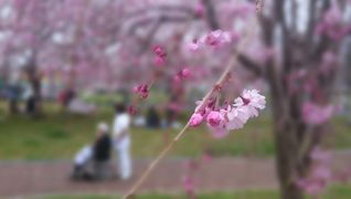 特別養護老人ホーム よつば苑