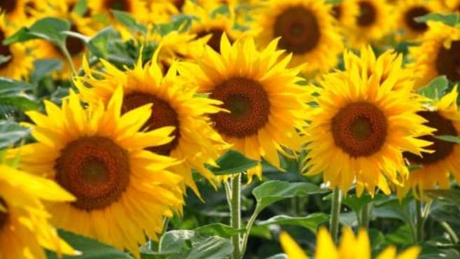 Organic Hair Salon 祖師谷大蔵店 祖師ヶ谷大蔵駅徒歩 2分 の求人 転職情報一覧 リジョブ