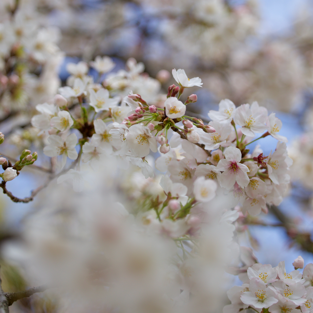 Thumb c68f91f7 3343 47ae 81ed a409ecff1871