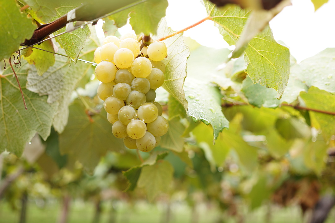 Thumb 60c95303 0cba 4fe2 985f a936a2dbe540