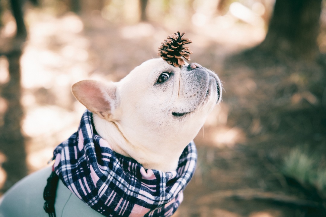 Thumb 4928cd0f 4257 44b2 aa90 37d4c5c20130