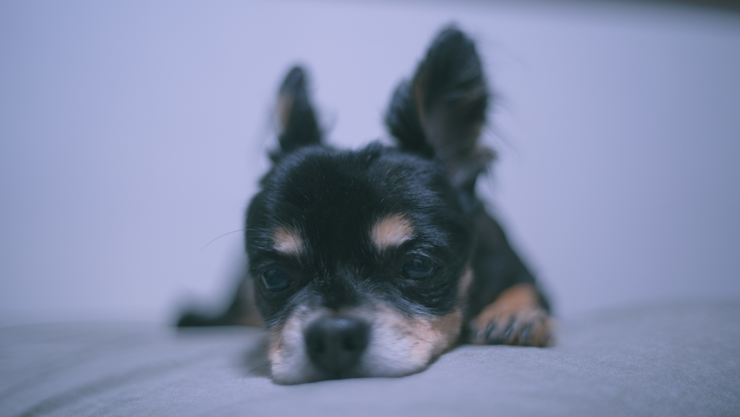 Thumb b6c3880a f400 44d6 82da 91831302cfa0