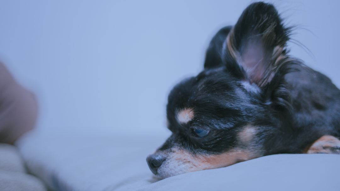 Thumb c65f41d8 bc23 4a42 93e7 bbfb7c062aff