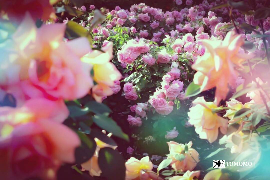 Thumb 92c11443 e42c 47f8 b1ee 43cf4fa8d1cc