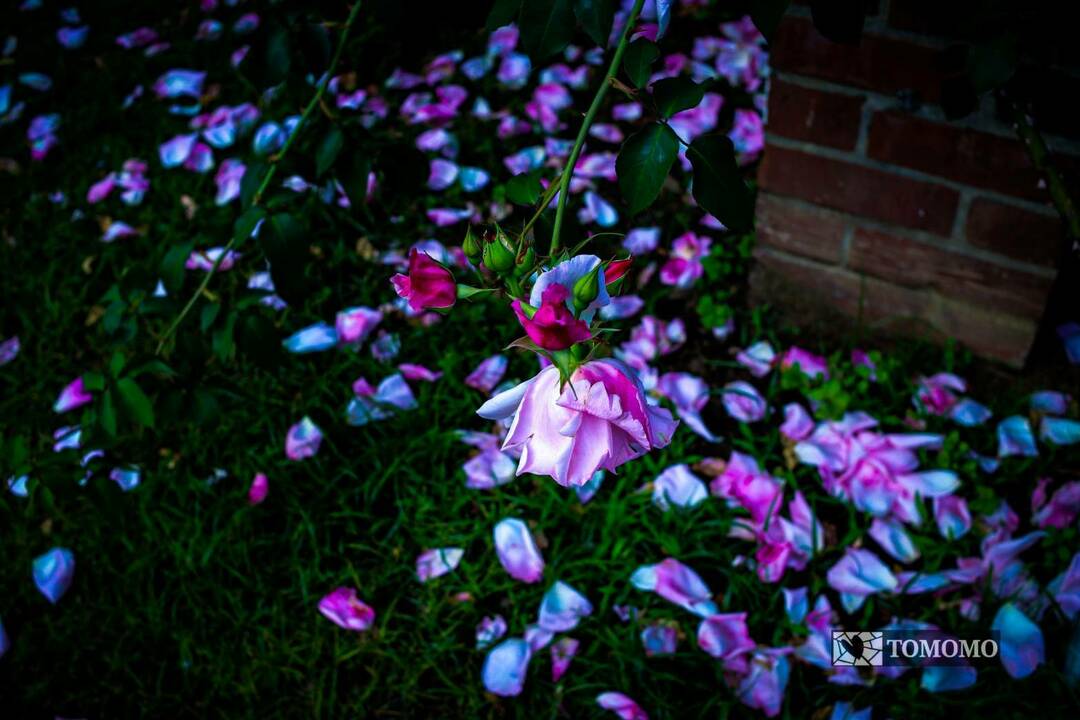 Thumb 8edfbb59 48fd 448f 907b 0642c1d22146