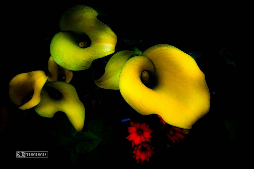 Thumb a1cea35a 36cd 4ac5 ab14 d25cabded1fe