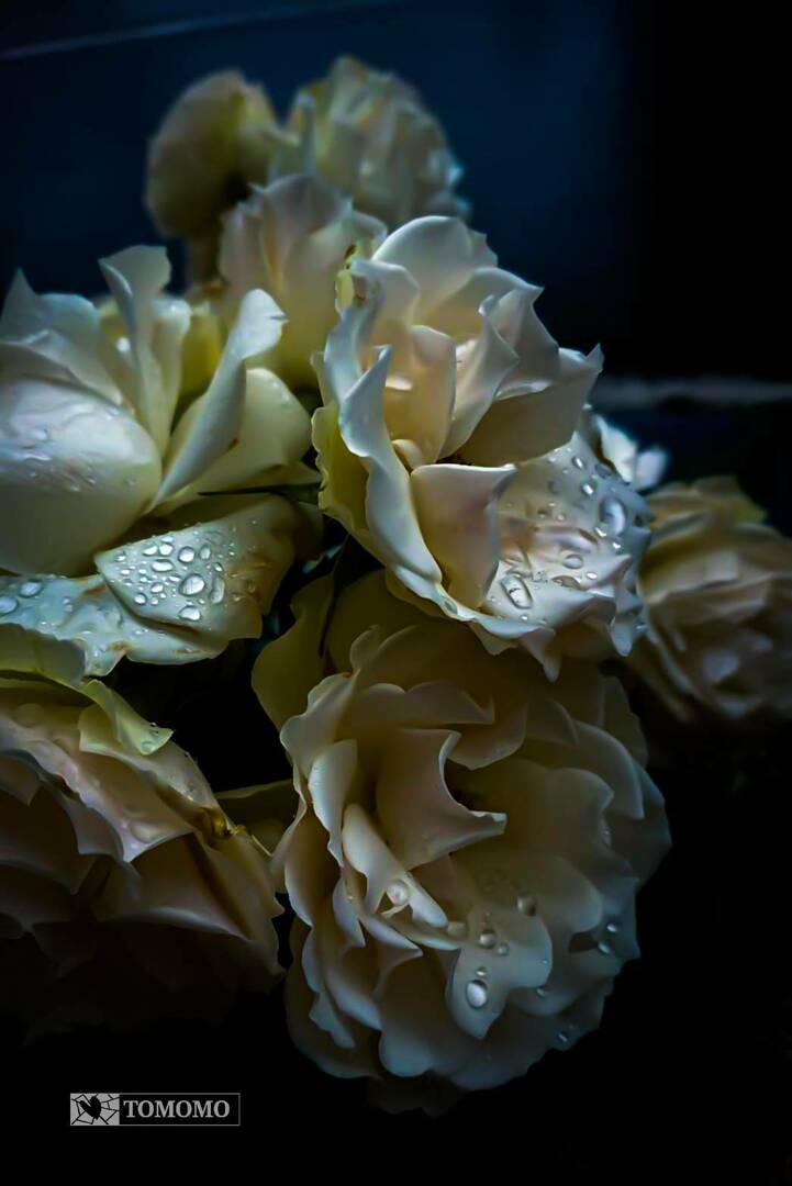 Thumb 522334b2 bc88 4961 b9c2 cae0aaa0dcfc