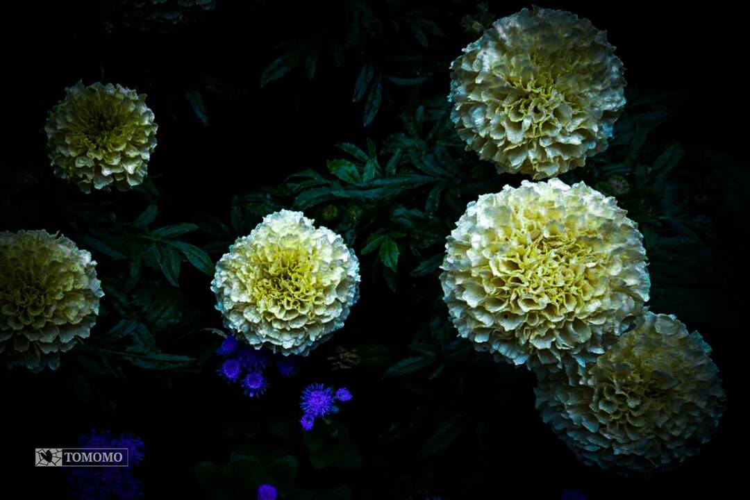 Thumb 054d2ed1 cf67 4936 9e46 bdbe42f663a0