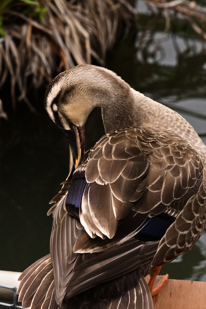 Thumb 2272a586 702e 475b ab12 a67bfb204f1f