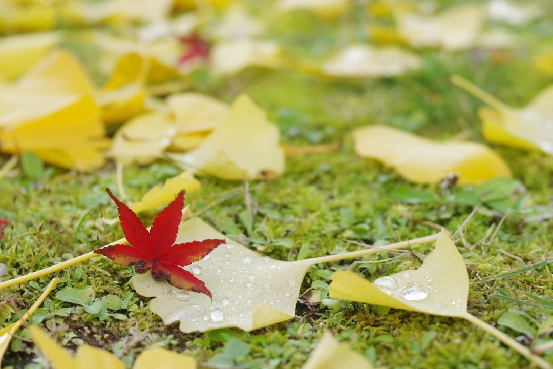 Thumb 47798716 970c 4c54 b69a c3209428858b