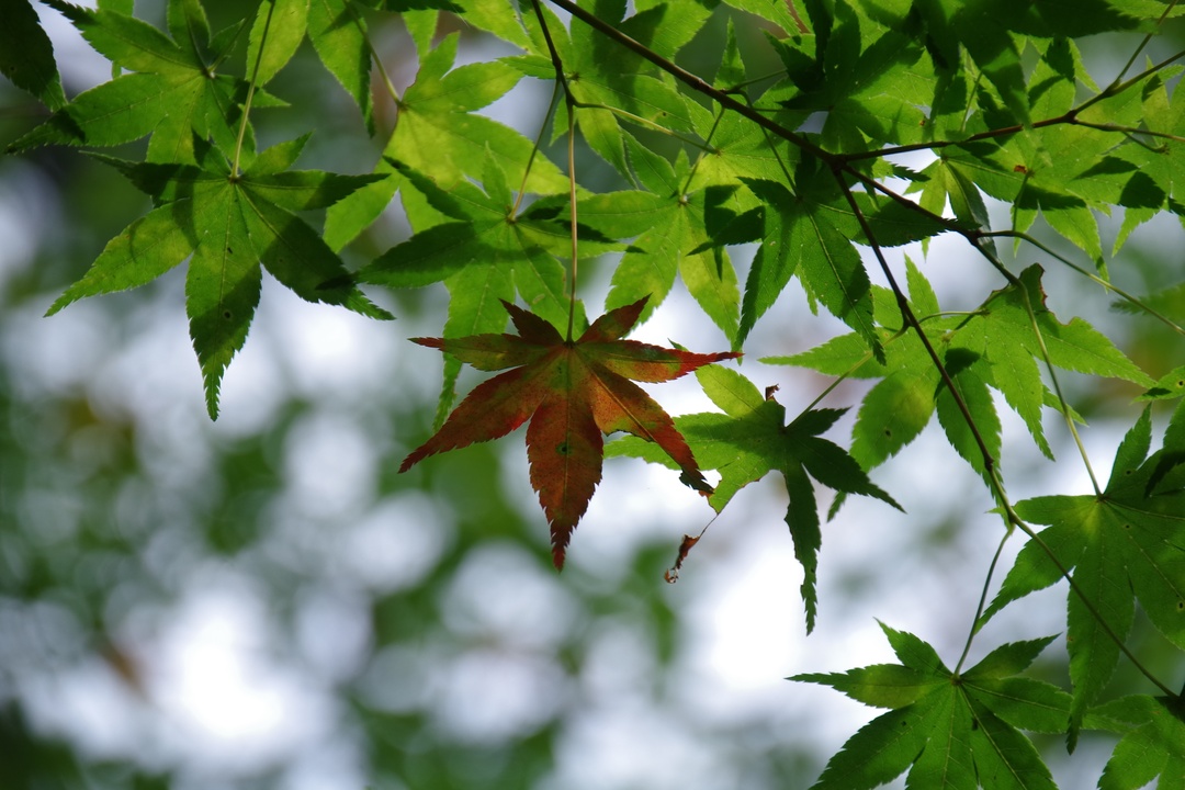 Thumb 887285c7 4b50 405a 920a a258291aa95b