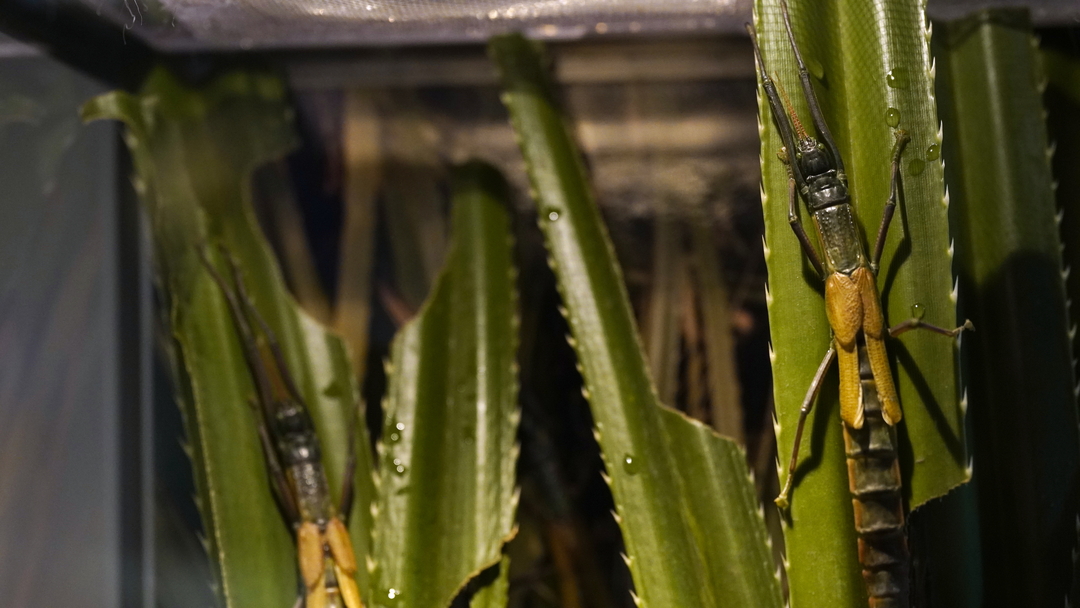 Thumb a32b5b6c 42c1 4396 a2ac a2d3a27ec602