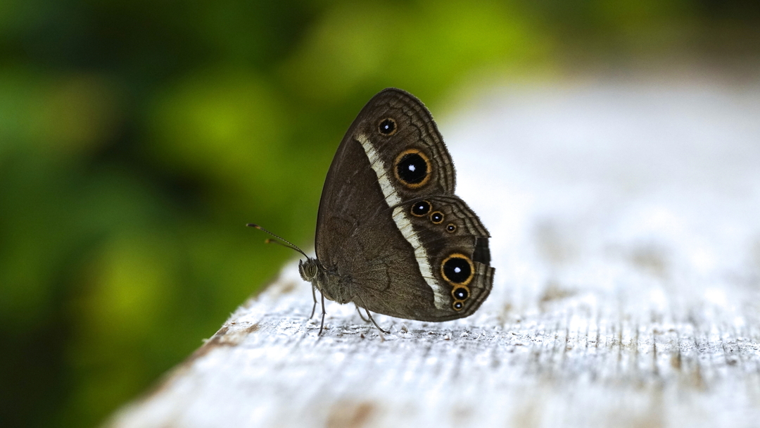 Thumb 3b320f3d 26f3 49cd 9467 a7e7ba51f2d9