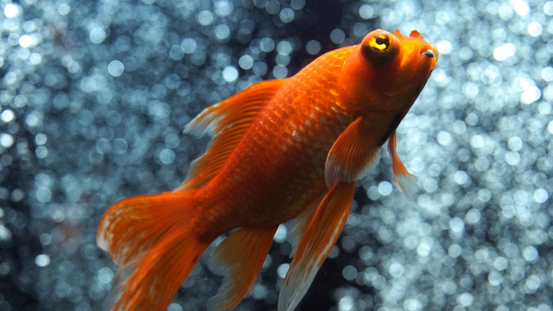 Thumb 5762e4db 56ae 4048 b291 1fcd1ba1253d