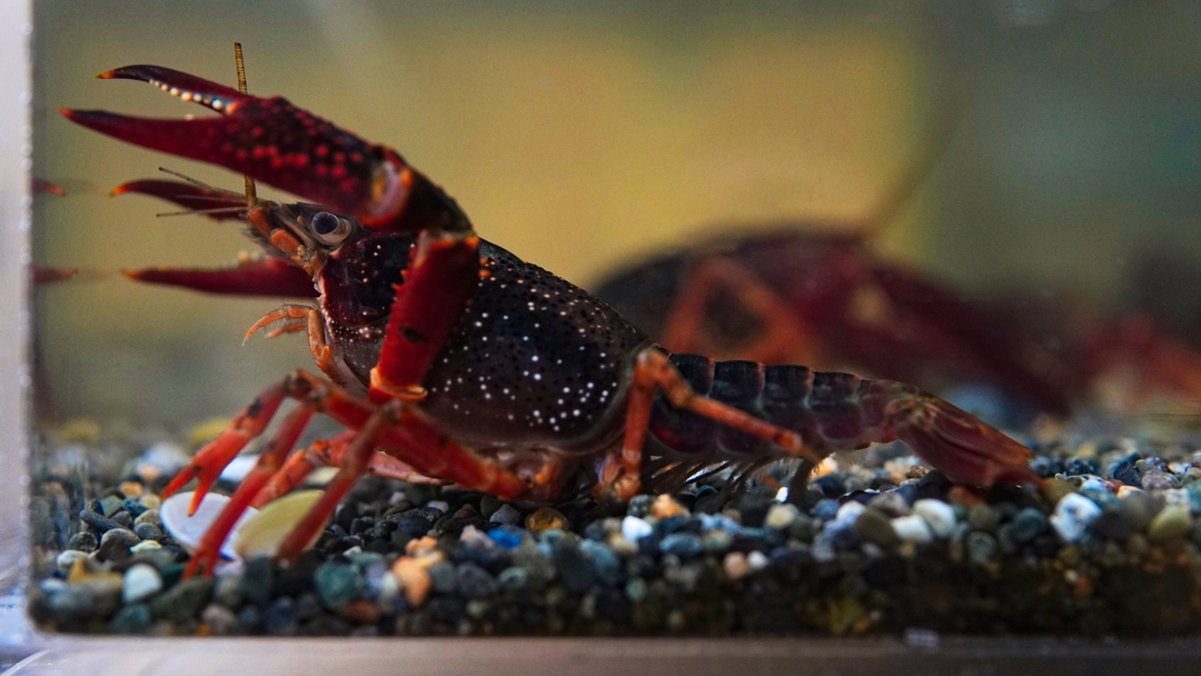 Thumb 2dc20fd4 066e 4aa1 881c c9a02586dcf3