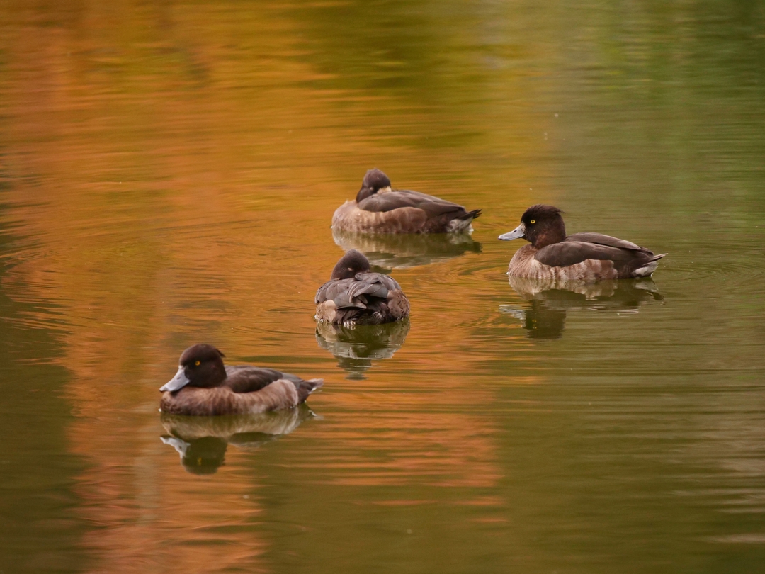 Thumb f454d7bf d81e 4bfd b474 4c80aedee8d8