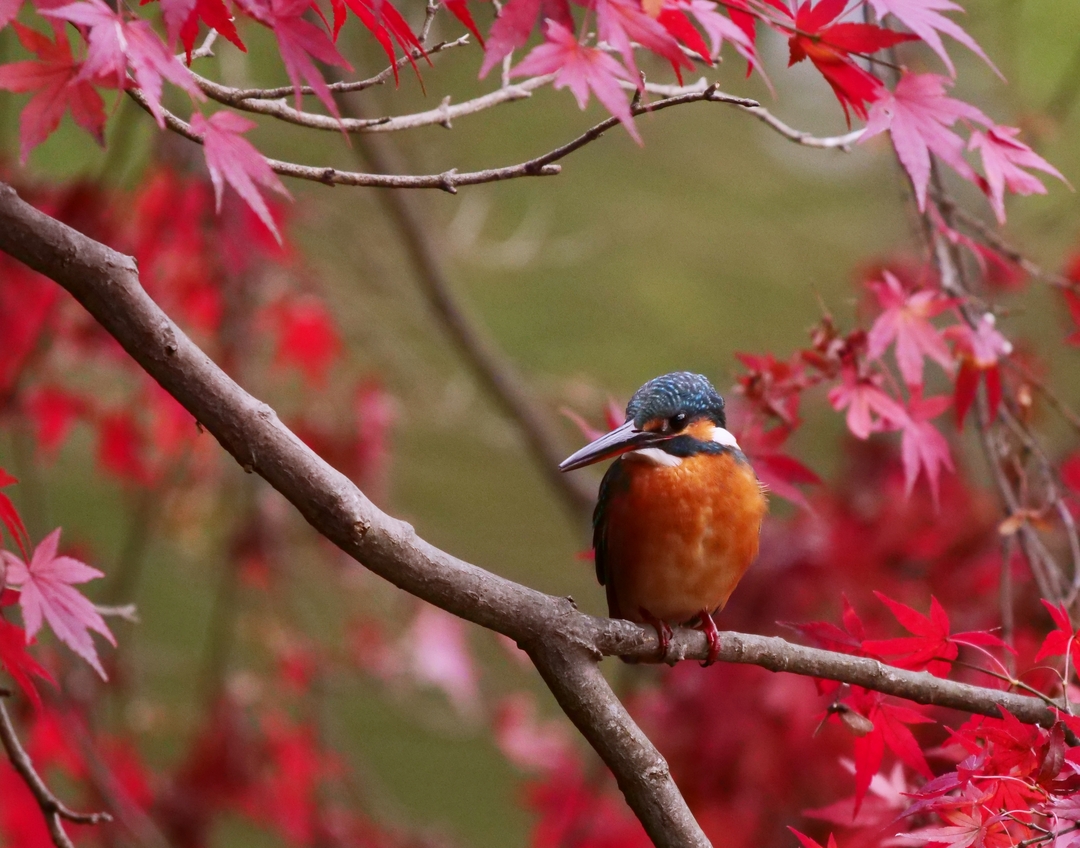 Thumb fecc1594 a5f8 47f2 b5c1 6e5114f03604